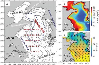 Effect of wind on summer chlorophyll-a variability in the Yellow Sea